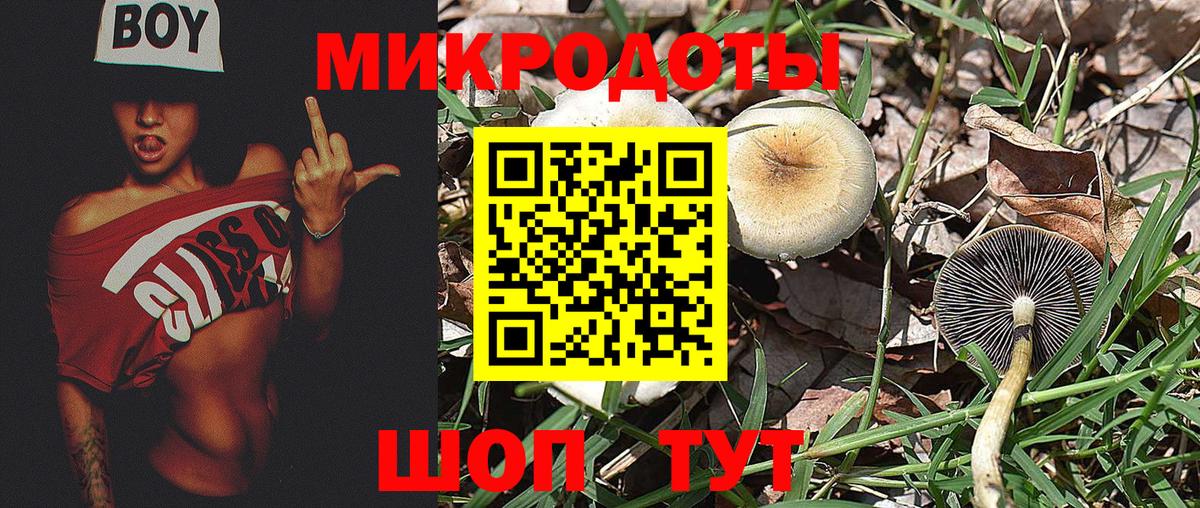 Галлюциногенные грибы Psilocybe Мариинск